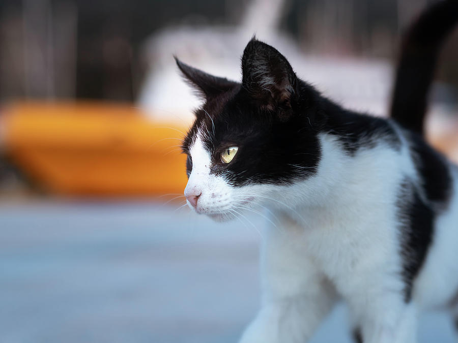 An angry black and white cat walking Photograph by Stefan Rotter - Fine ...