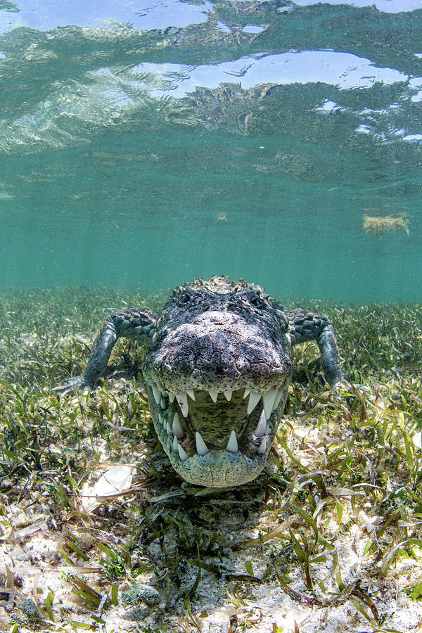 An Angry Crocodile, Caribbean Sea #1 Photograph by Stocktrek Images