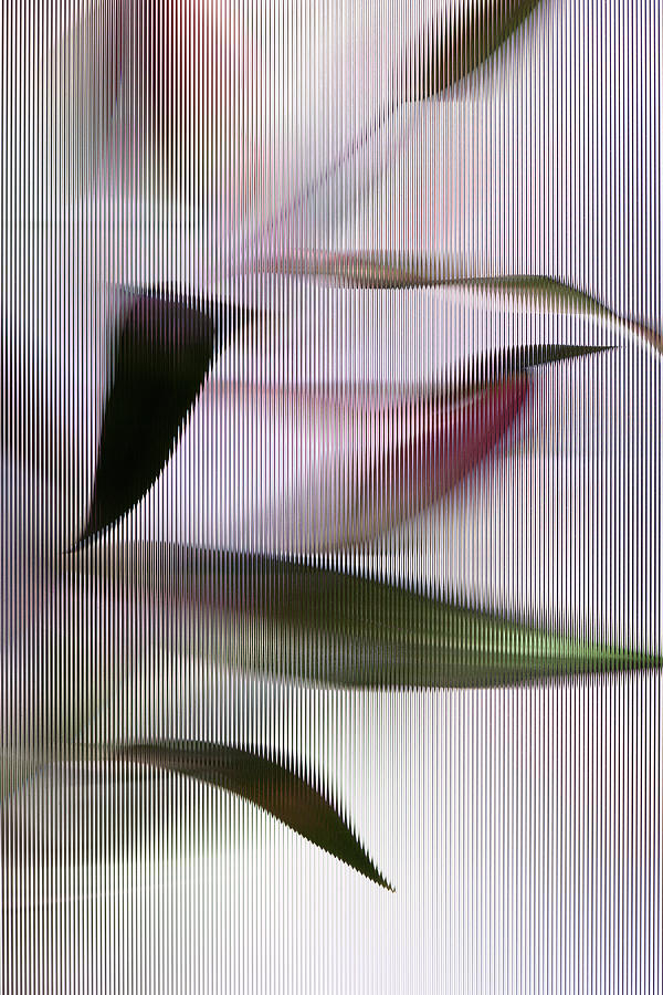 Abstract Photograph - An Easter Lily Lilium Longiflorum Plant #1 by Halfdark