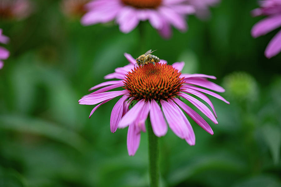 An Echinacea Flower Outside #1 Photograph by Eising Studio