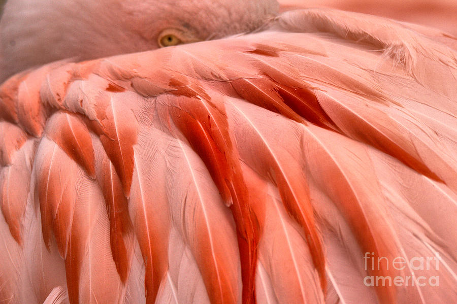 A Flamingo Eye In The Feathers Photograph by Adam Jewell
