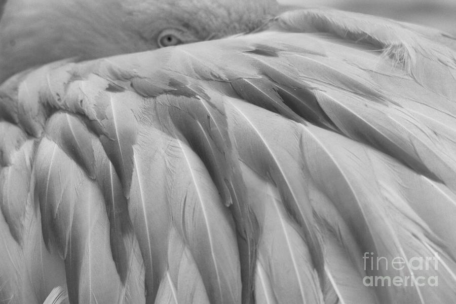 A Flamingo Eye In The Feathers Black And White Photograph by Adam Jewell