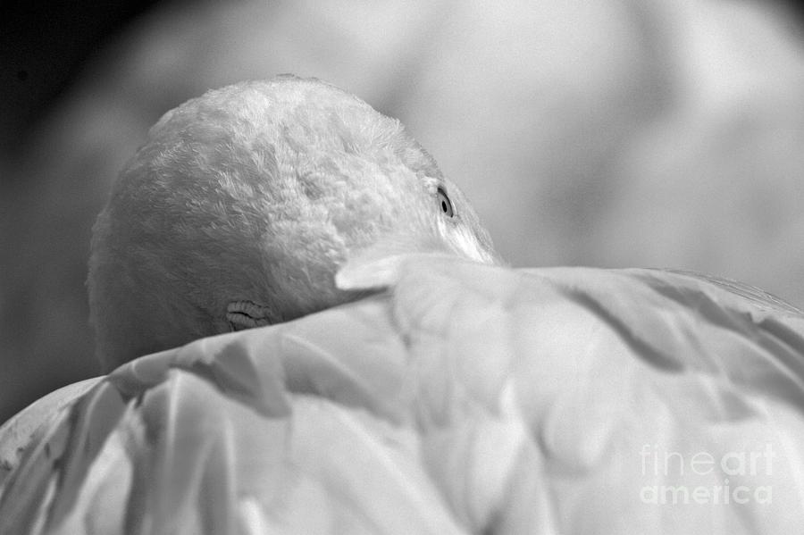 An Eye Over The Feathers Black And White Photograph by Adam Jewell