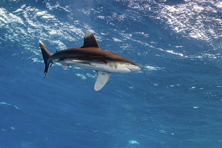 An Oceanic Whitetip Shark Prowls #1 Photograph by Stocktrek Images