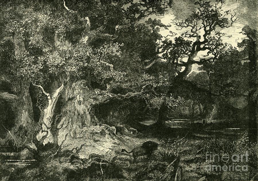 An Old German Forest #1 Drawing by Print Collector