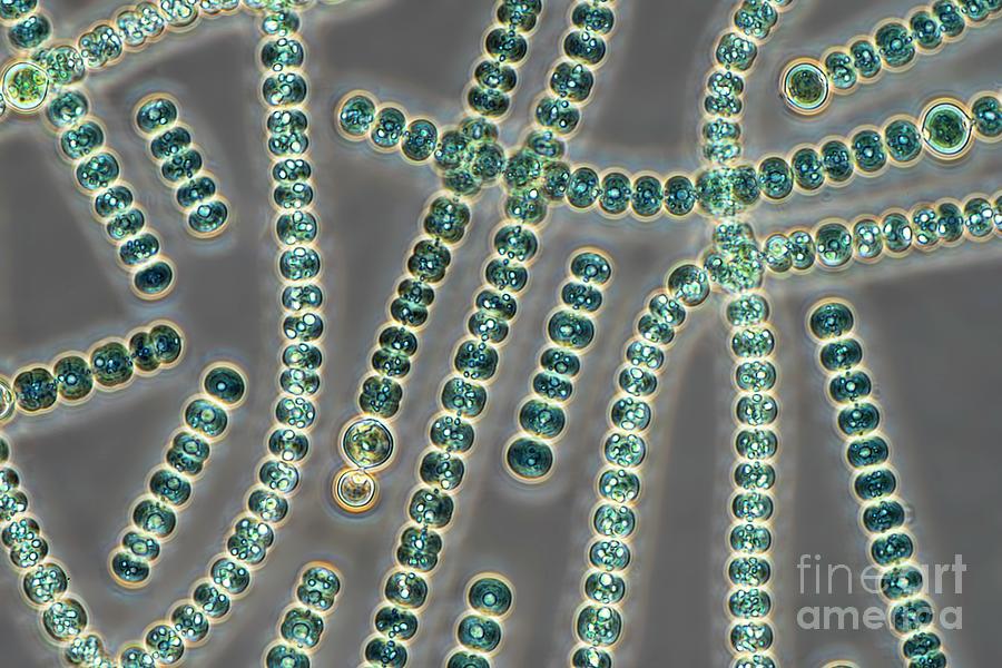 Anabaena Cyanobacteria #1 Photograph by Frank Fox/science Photo Library