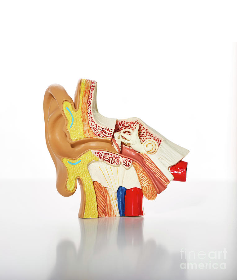 Anatomical Model Of The Human Ear Photograph by Peakstock / Science ...