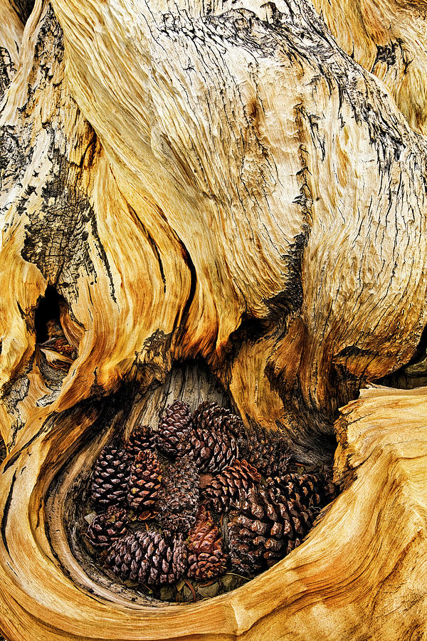 Adam Jones Photograph - Ancient Bristlecone Pine Cones Caught by Adam Jones Adam Jones Photograph - Ancient Bristlecone Pine Cones Caught by Adam Jones