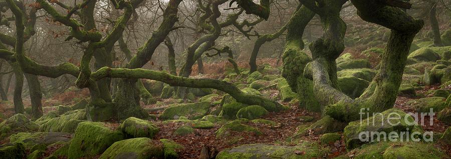 Ancient Oaks (quercus Robur) #1 Photograph by Simon Booth/science Photo Library