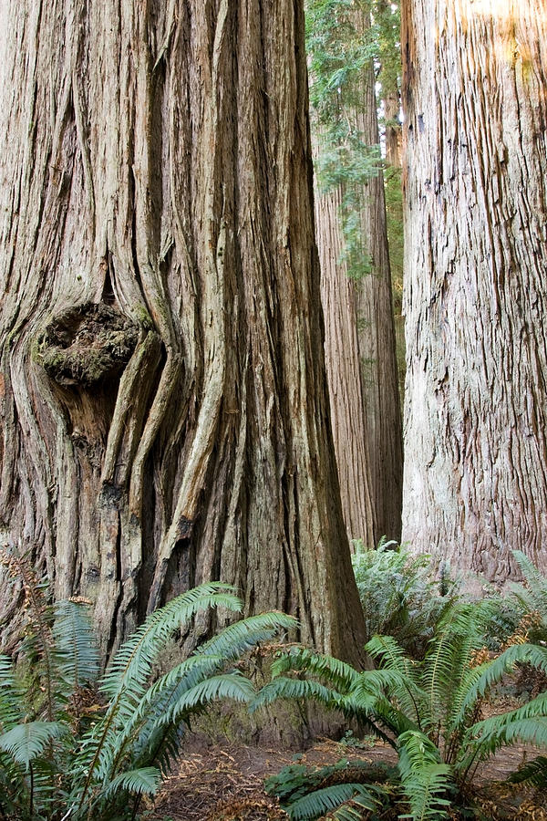 Ancient Redwoods - Stout Grove #1 Photograph by Bill Gozansky