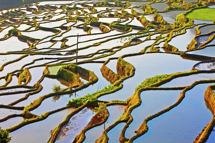 Ancient Rice Terraces, Yuanyang #1 Photograph by John W Banagan