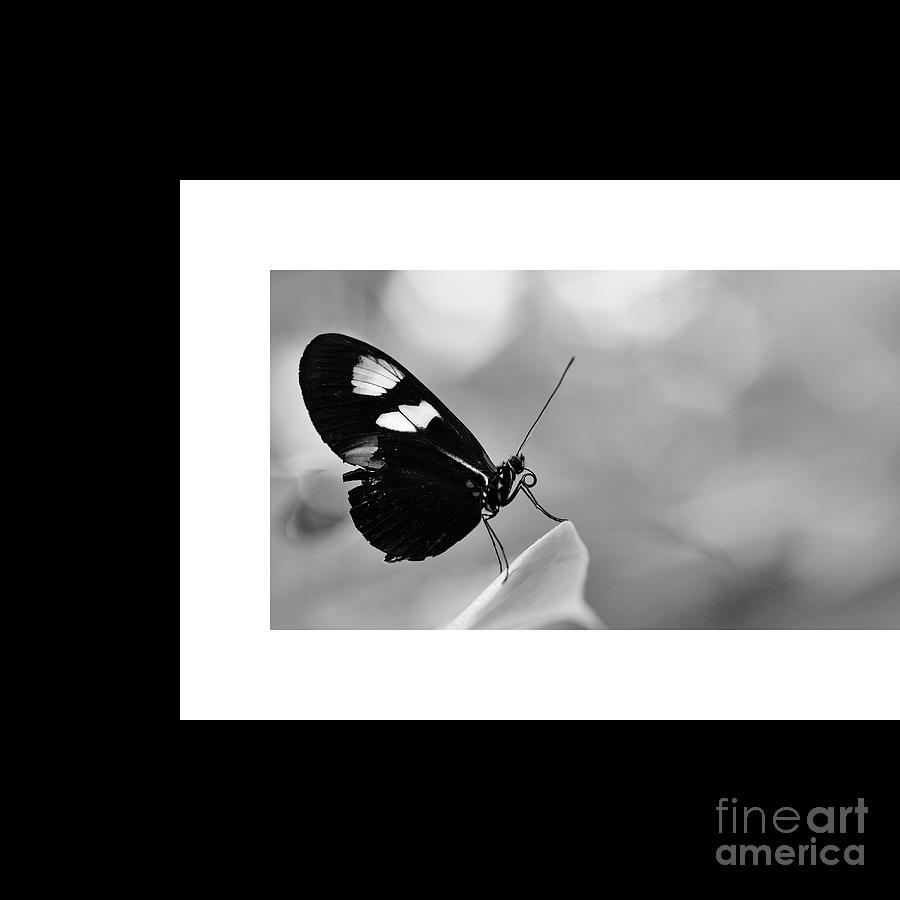 And Yet Another Beautiful Butterfly On Foliage In Black And White