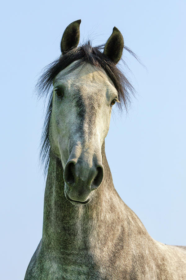 Andalusian Horse Portrait #1 Photograph by Heike Odermatt