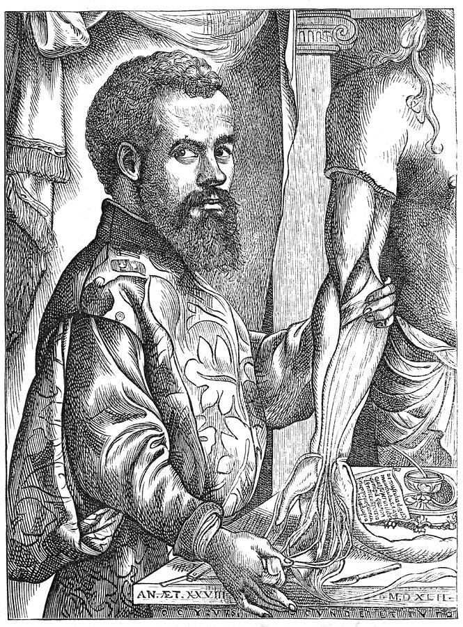 Andreas Vesalius, 16th Century Flemish #1 Drawing by Print Collector
