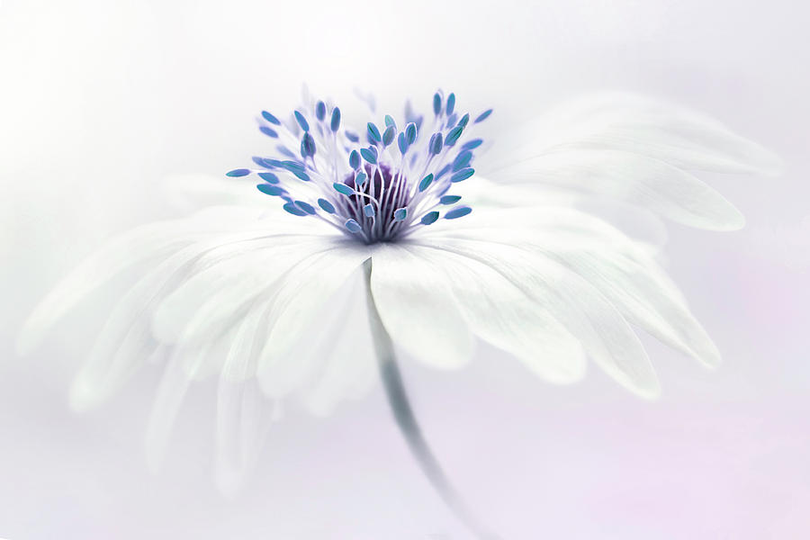 Flower Photograph - Anemone Blanda #1 by Jacky Parker