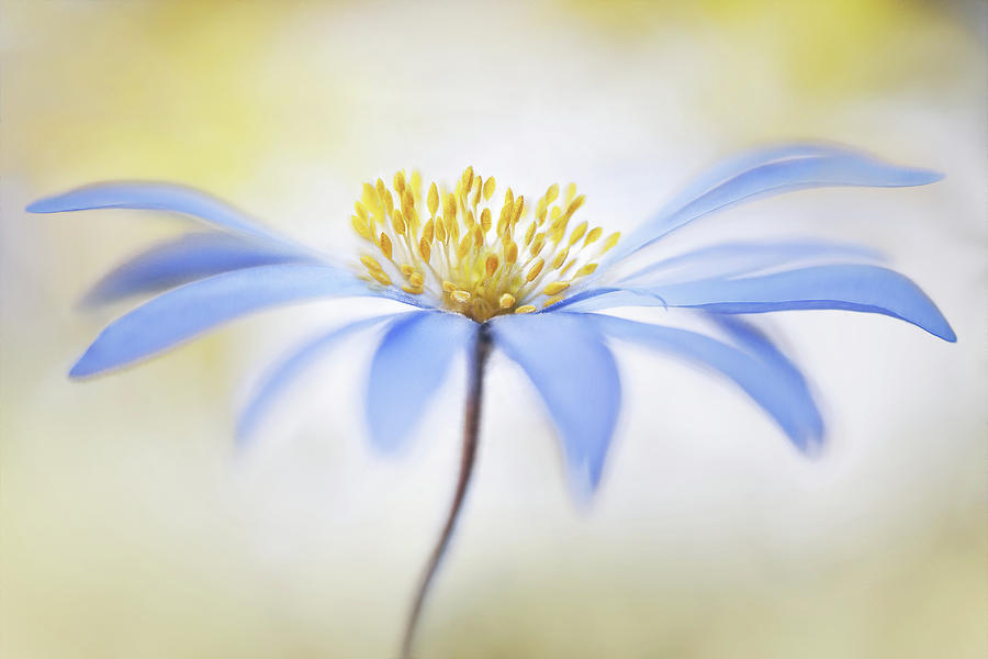 ~anemone~ #1 Photograph by Mandy Disher