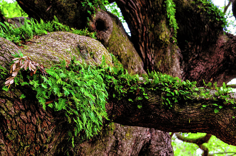 Angel Oak Tree Branches Photograph by Louis Dallara