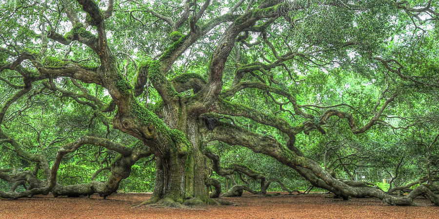 Angel Oak - Tree of Life - Johns Island #1 Photograph by Don Mennig