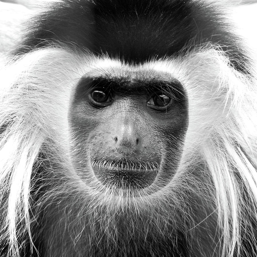 Angolan Colobus Monkey Photograph