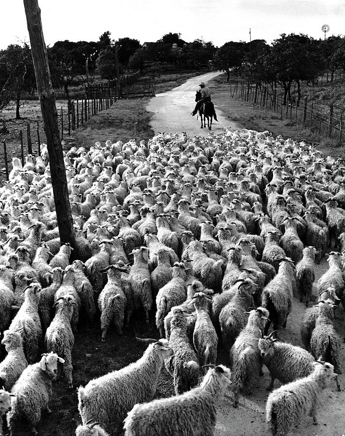 Black And White Photograph - Angora Goats #1 by Alfred Eisenstaedt