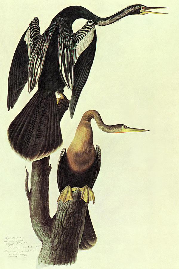 Bird Painting - Anhinga #1 by John James Audubon