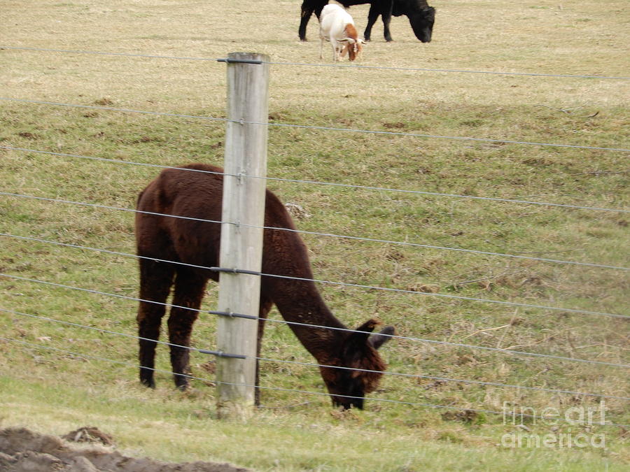 Animals on an Amish Farm Photograph by Christine Clark - Fine Art America