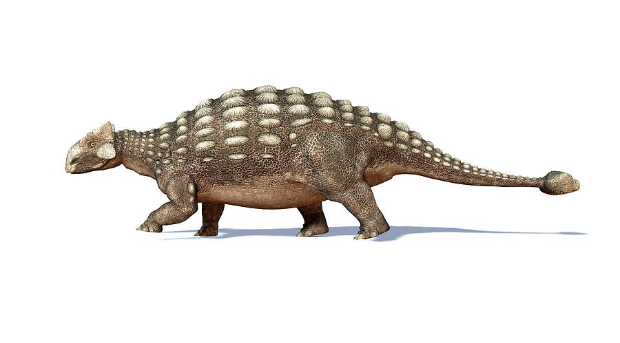 Ankylosaur Dinosaur, Artwork Digital Art by Leonello Calvetti