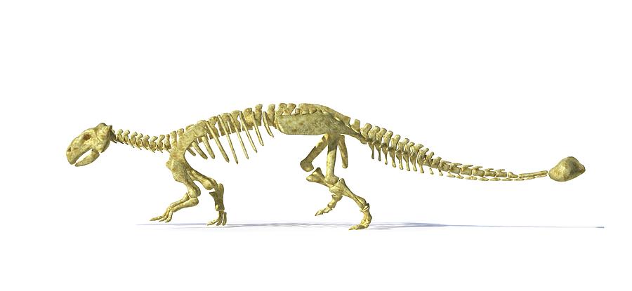 Ankylosaur Dinosaur Skeleton, Artwork #1 Photograph by Leonello Calvetti