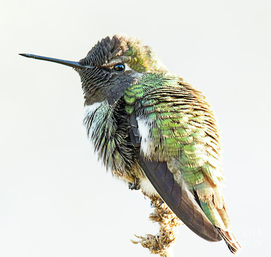 Annas Hummingbird #1 Photograph by Dennis Hammer