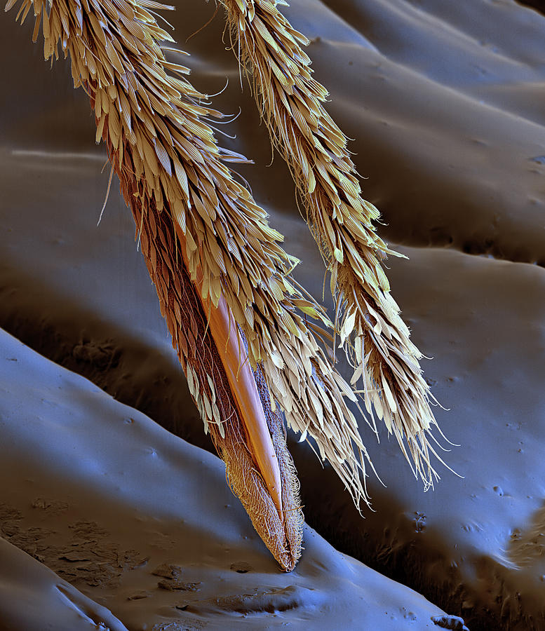 Anopheles Gambiae Proboscis, Sem #1 Photograph by Eye Of Science
