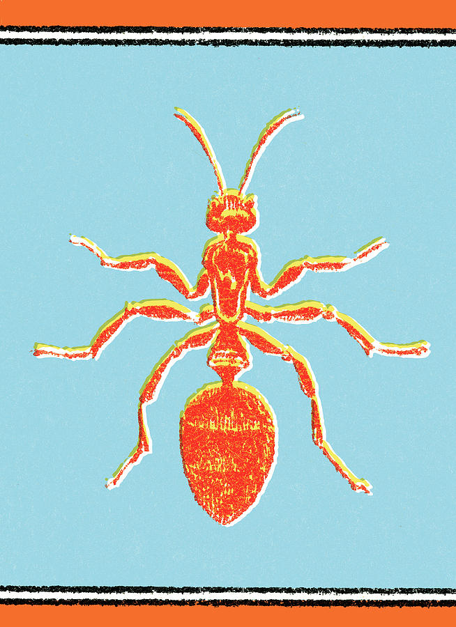 Ant Drawing - Ant #1 by CSA Images