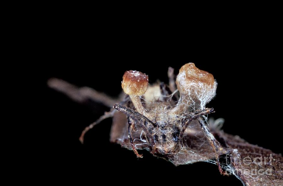 Ant Killed By A Parasitic Fungus Photograph By Patrick Landmannscience Photo Library 1542