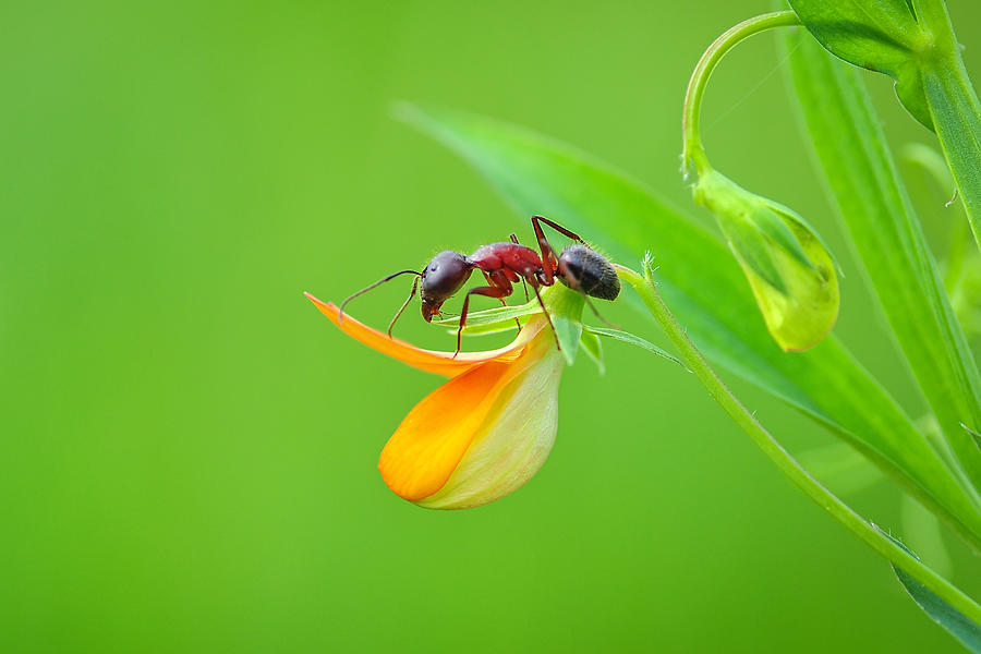 Ant Photograph - Ant #1 by Mustafa ztrk