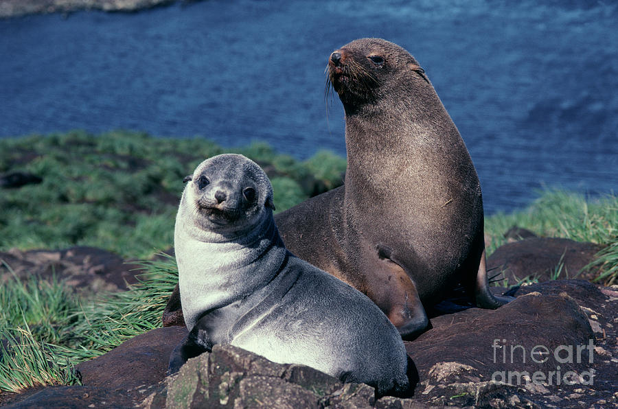 Antarctic Fur Seal Mother And Pup #1 Photograph by British Antarctic Survey/science Photo Library