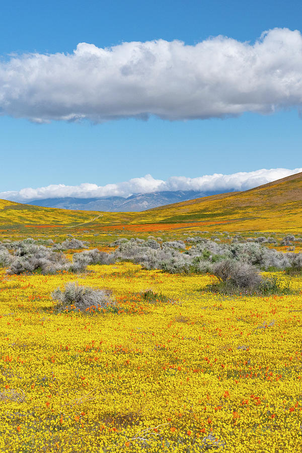 Flower Photograph - Antelope Valley Super Bloom #1 by Jeff Foott