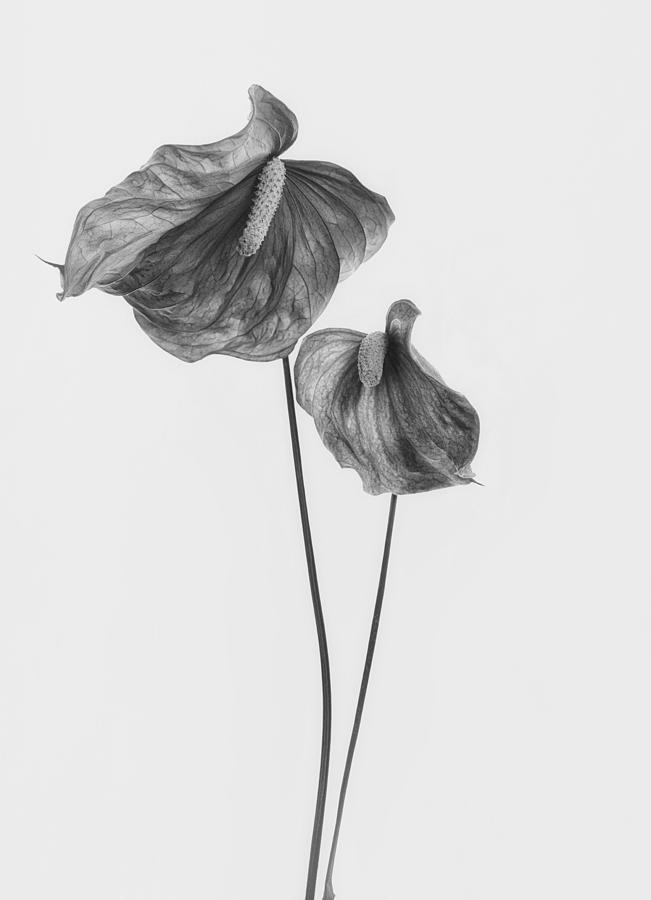 Flower Photograph - Anthurium #1 by Lotte Grnkjr