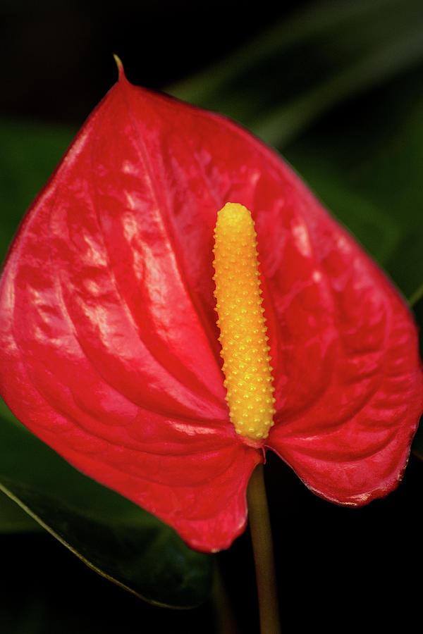 Don Johnson Photograph - Anthurium Red #1 by Don Johnson