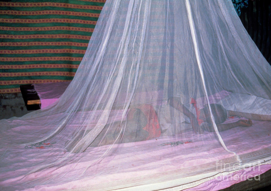 Anti-malaria Insecticide-impregnated Mosquito Net #1 by Andy Crump, Tdr,  Who/science Photo Library