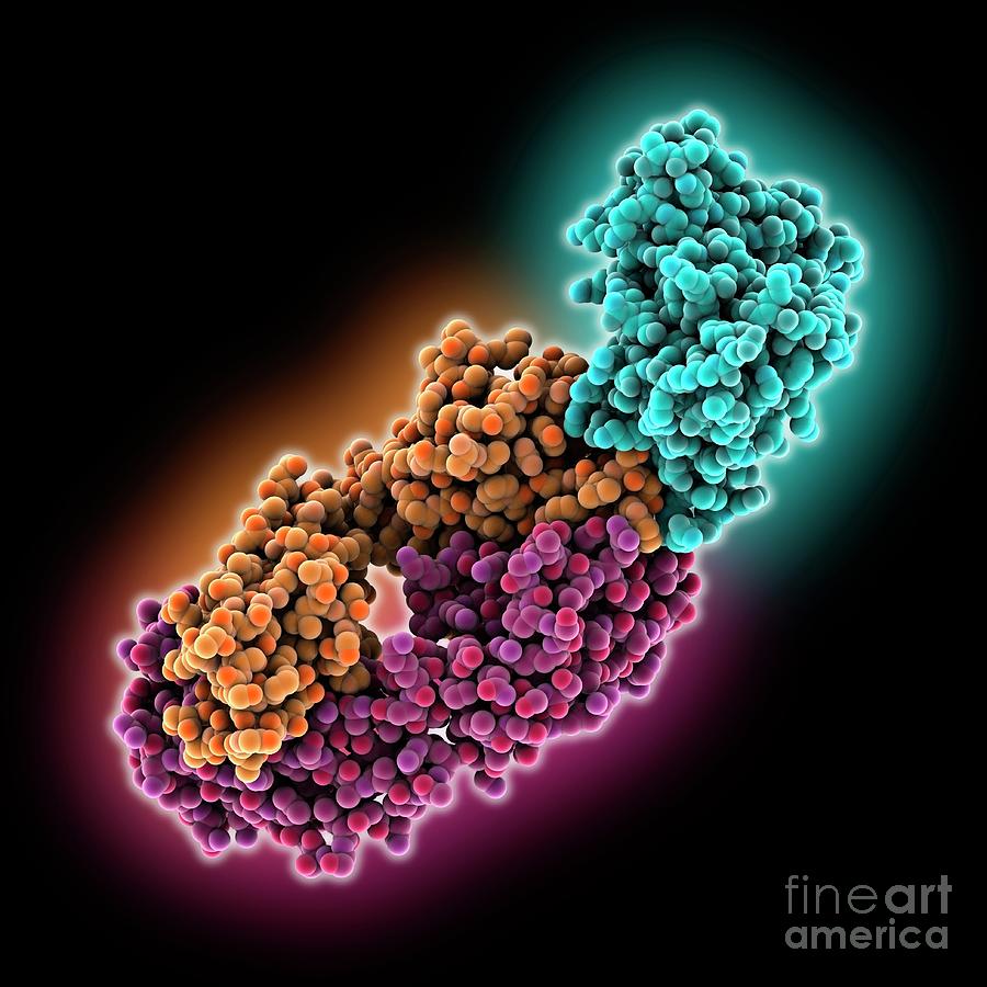Antibody And Antigen Binding Protein #1 Photograph by Laguna Design/science Photo Library