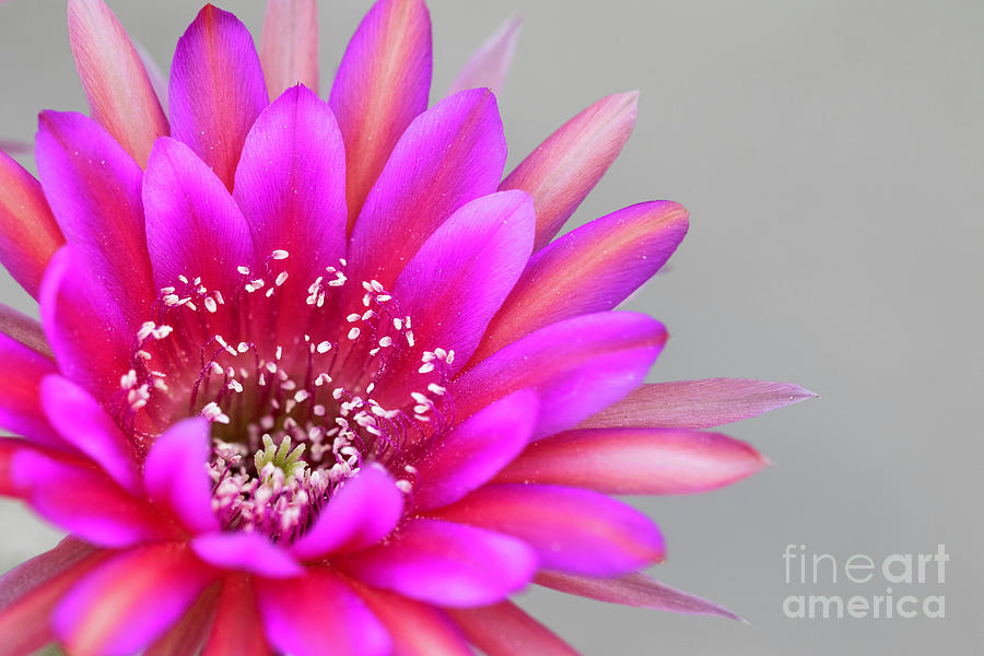 Antimatter Cactus flower  Photograph by Bryan Keil