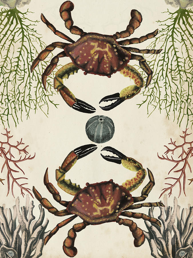 Animal Painting - Antiquarian Menagerie - Crab #1 by Naomi Mccavitt
