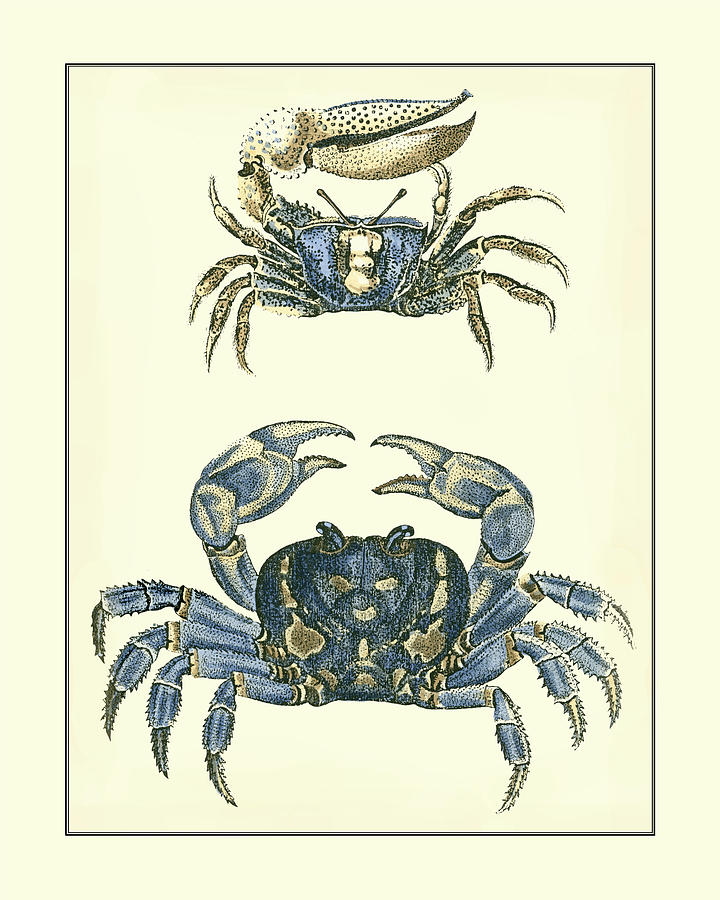 Nature Painting - Antique Blue Crabs II #1 by Vision Studio