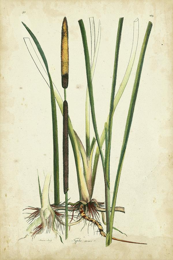 Antique Cattail II Painting by Curtis - Fine Art America