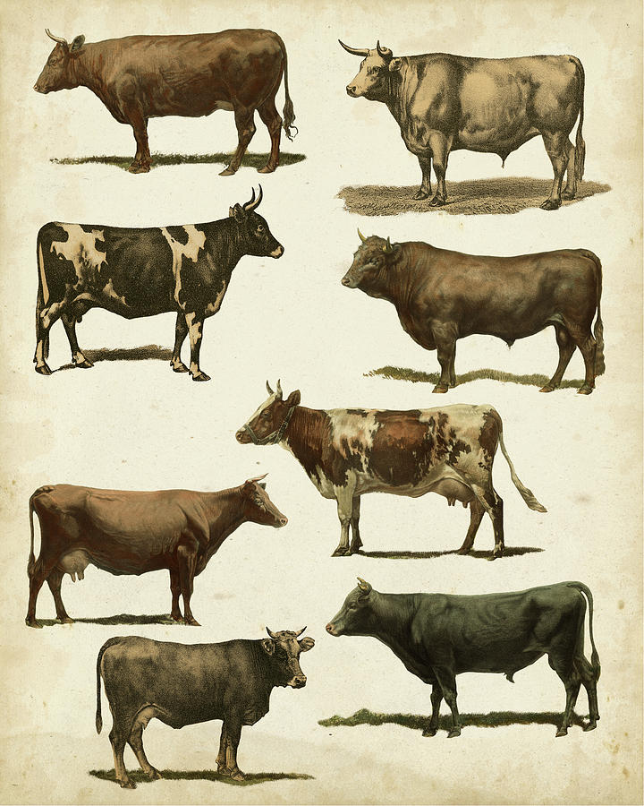 Antique Cow Chart #1 Painting by Vision Studio