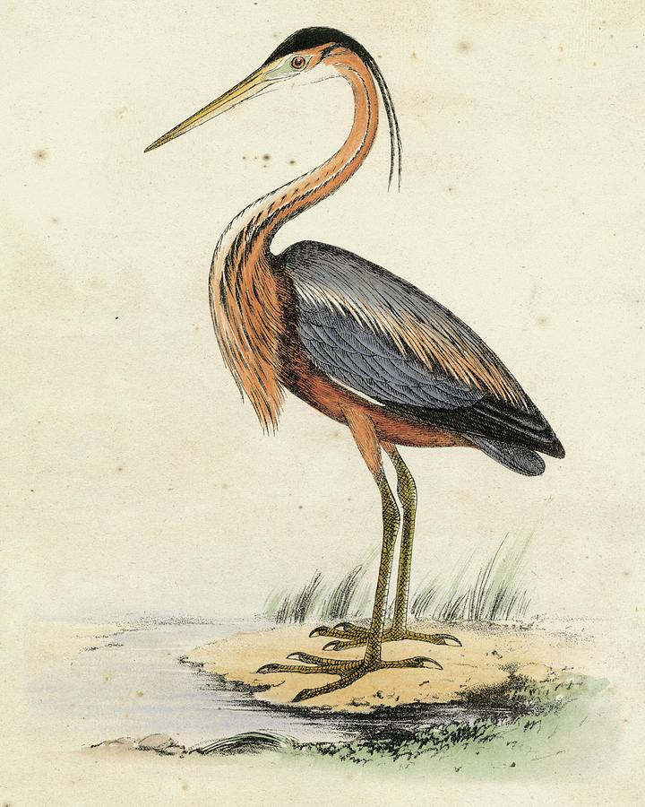 Antique Heron II #1 Painting by Unknown
