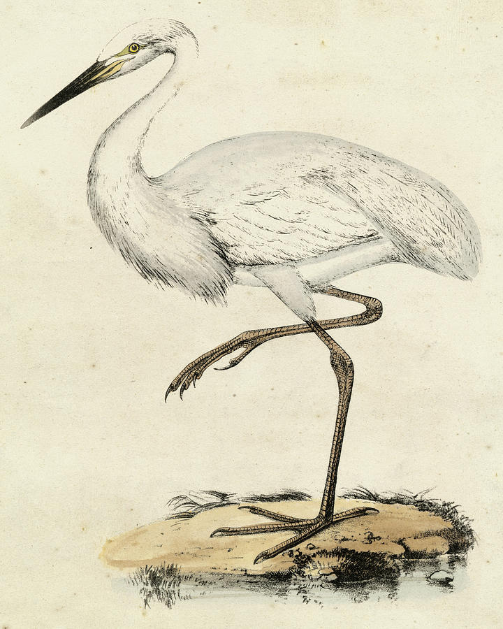 Antique Heron IIi #1 Painting by Unknown