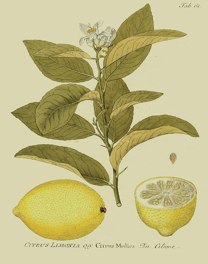 Nature Painting - Antique Lemon #1 by Unknown