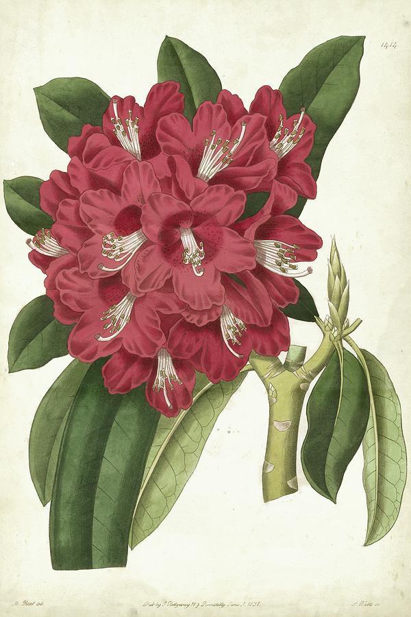 Flower Painting - Antique Rhododendron II #1 by Curtis