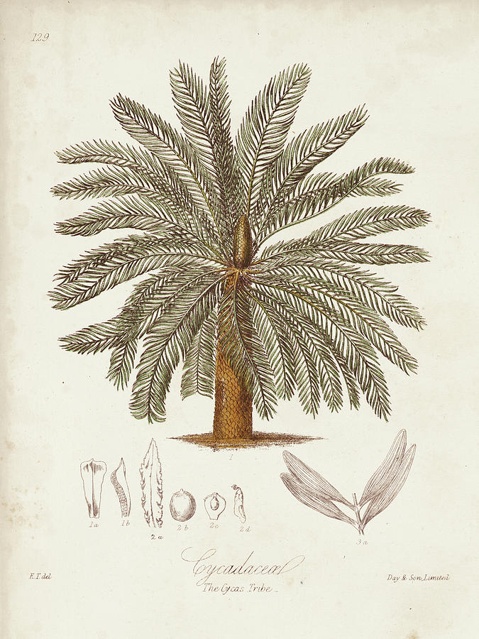 Antique Tropical Palm I #1 Painting by Elizabeth Twining