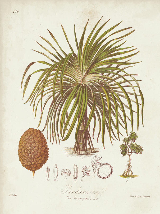 Antique Tropical Palm II #1 Painting by Elizabeth Twining